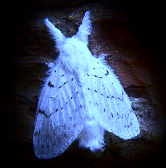 Luminous_Moth Luminous_Moth